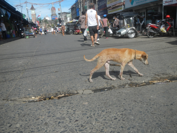Ein Hund läuft die Straße entlang vor einer Menschenmenge, einige tragen Mützen, mit Fahrzeugen, Gebäuden, Strommasten und einem Uhrenturm im Hintergrund bei einem bewölkten Himmel.