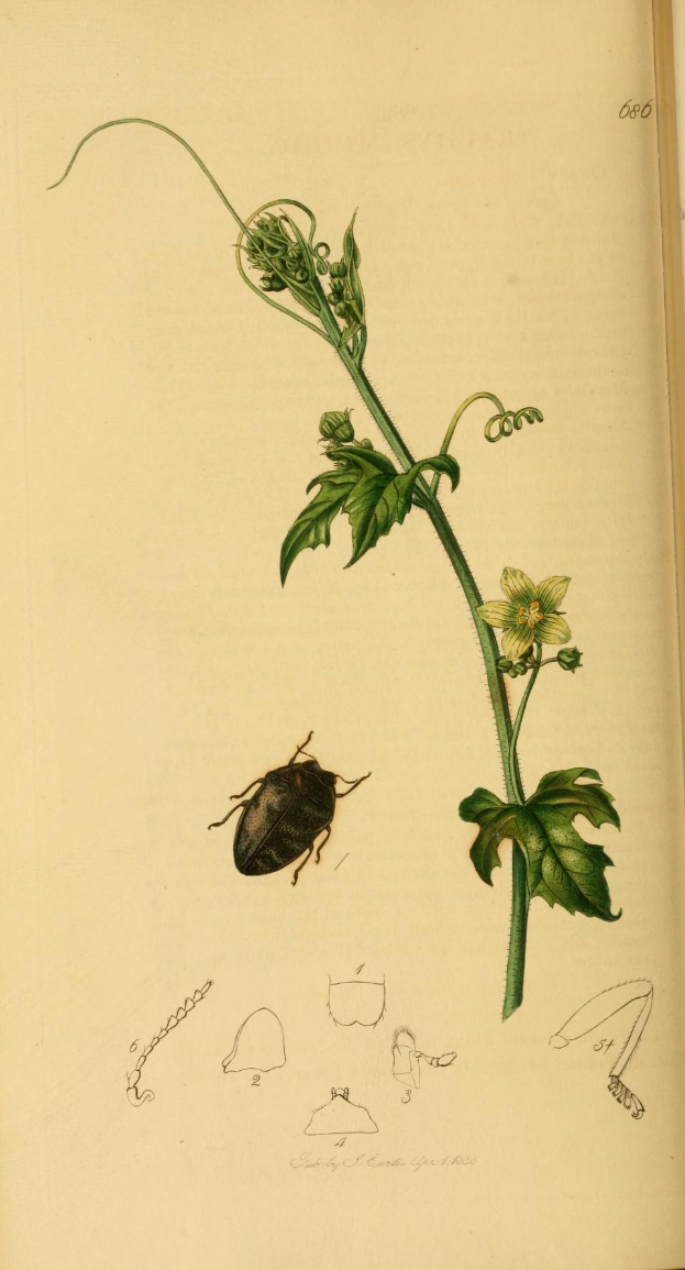 Offenes Buch mit dem Titel "Die Naturgeschichte der Pflanzen und Insekten" mit detaillierten Illustrationen von Pflanzen und Insekten, wobei ein Käfer auf der Seite prominent dargestellt ist, umgeben von einer grünen Pflanze mit Blättern und einer Blume.
