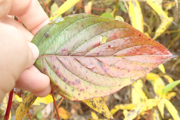 Eine Person hält ein Blatt mit roten Flecken, was auf Efeu hinweist, mit ein paar Pflanzen im Hintergrund.