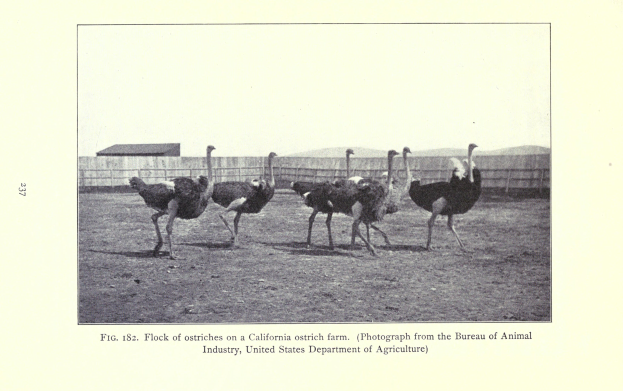 Herde von Straußen auf einer kalifornischen Straußenfarm mit einem Zaun, Haus und Himmel im Hintergrund, einschließlich Text unten.