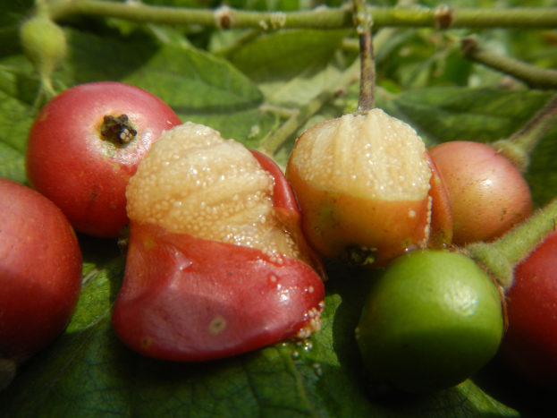 Ein Nahaufnahme von tiefroten Cashew-Nüssen an einem Baum mit leuchtend grünen Blättern im Hintergrund.