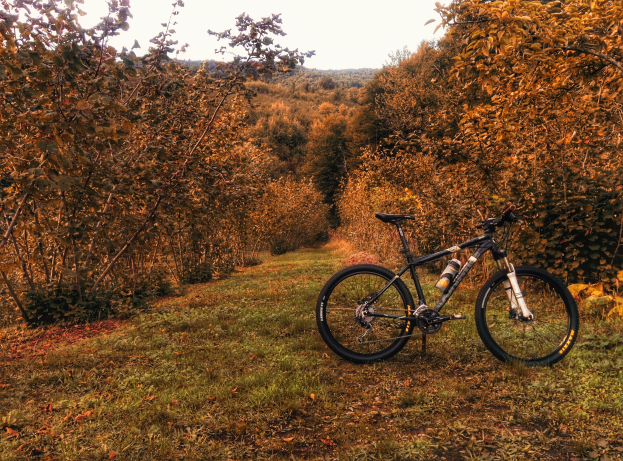 A mountain bike parked in a grassy field surrounded by trees with autumn foliage, under a visible sky.