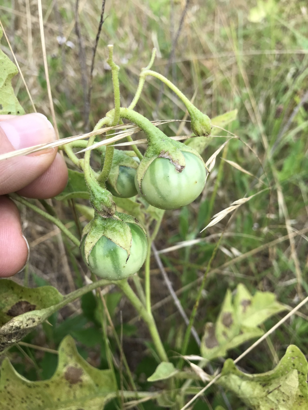Eine Hand h├Ąlt einen Bund grüner Tomaten an einer Pflanze, mit Schimmel an einigen, vor einem Hintergrund aus Pflanzen und Gras.