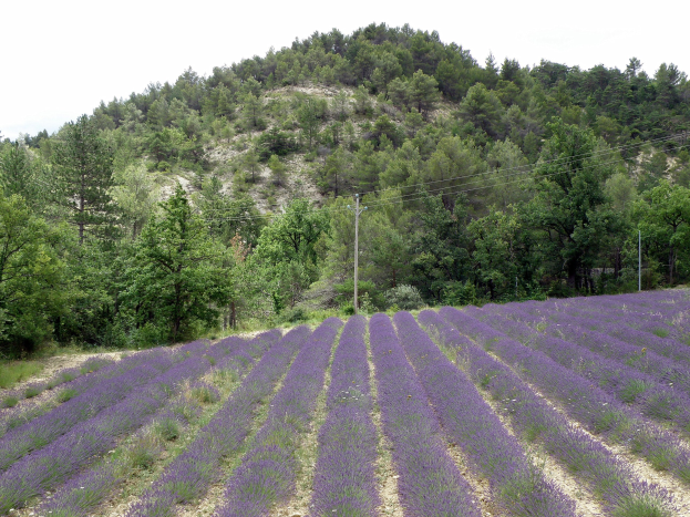 Ein leuchtend lila Lavendelfeld in der Provence, Frankreich, mit blühenden violetten Blumen, grünen Bäumen und Pfählen mit Drähten unter einem klaren blauen Himmel.