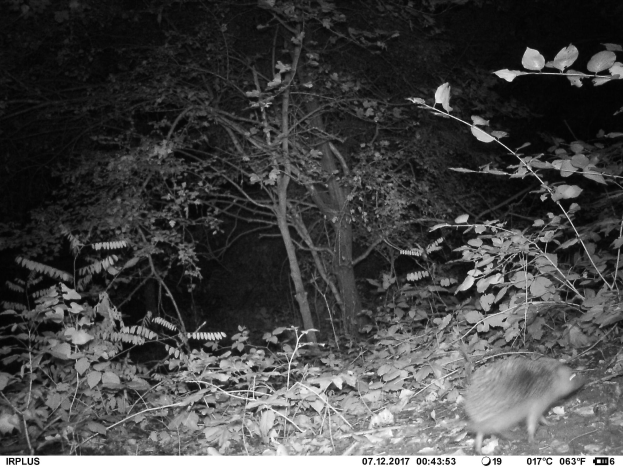 Ein Schwarz-Weiß-Foto eines Waschbären im Wald bei Nacht, umgeben von Pflanzen und Bäumen, mit Text am unteren Bildrand.
