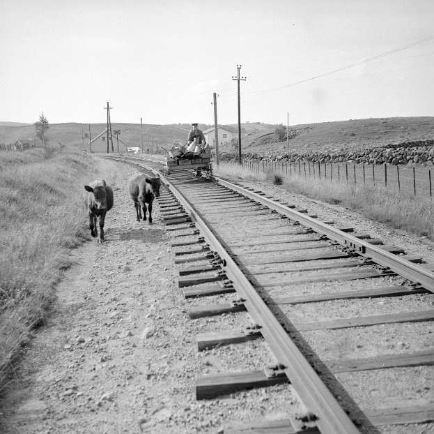 Schwarzes und weißes Foto von zwei Kühen, die auf den Eisenbahnschienen gehen, mit einer Person, die auf einem Fahrzeug im Vordergrund sitzt, Gras und einem Zaun auf beiden Seiten und Häusern, Bäumen, Pfählen und Himmel im Hintergrund.