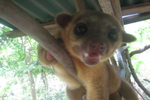 Ein Tier steht in der Mitte des Bildes, mit Bäumen im Hintergrund und einem Heim oben.