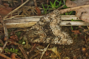 Ein kleiner brauner und cremefarbener Noctuid-Schmetterling ruht auf einem Waldboden, der mit trockenen Blättern, Gras und Zweigen bedeckt ist.